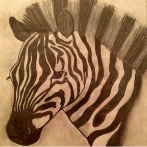 Zebra and it’s Stripes Profile